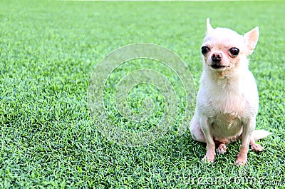 White short hair cute Chihuahua dog sit on the green grass Stock Photo