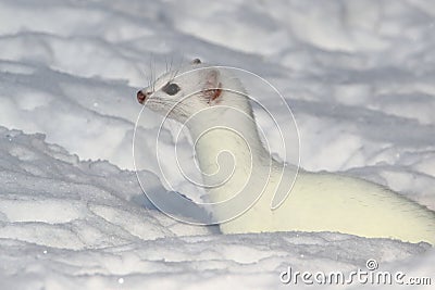 White short-tailed weasel in snow Stock Photo