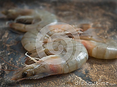 White shrimps on brown background Stock Photo