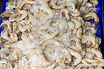 White shrimps Stock Photo