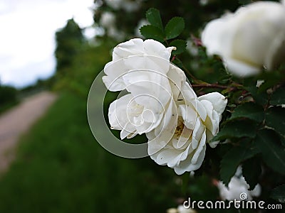 White shrub roses spread large buds flowers. Flowering roses in spring and early summer. Stock Photo