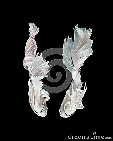 White siamese fighting fish Stock Photo