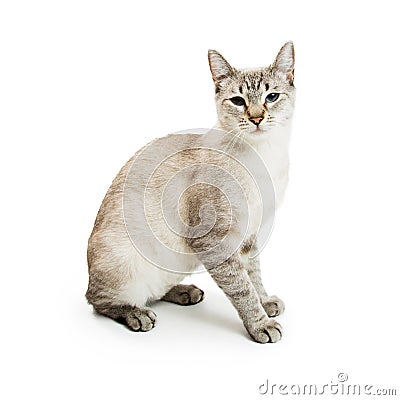 White Siamese Mixed Breed Cat Stock Photo