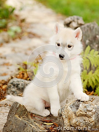 White Siberian Husky puppy outdoor Stock Photo