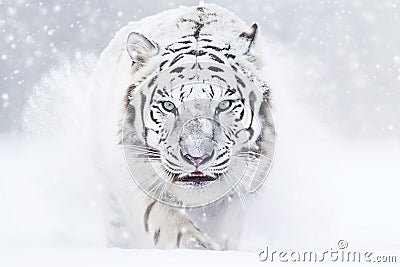 Tiger running in snow Stock Photo