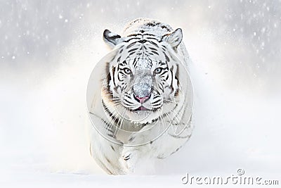 White Tiger hunting prey in snow Stock Photo
