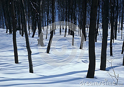 White silence in the woods Stock Photo