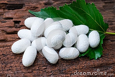 White silk cocoon Stock Photo