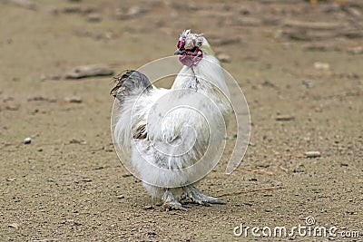White silkie rooster looking left Stock Photo