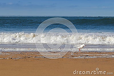 White Silver Gull waterbird walking along the Torquay beach on t Stock Photo