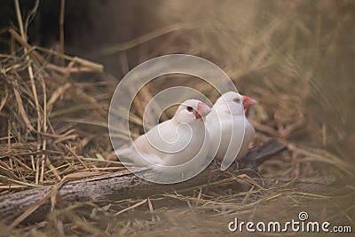 White and Silver saprrow finches bird perching on branch Stock Photo