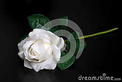 White single rose Stock Photo