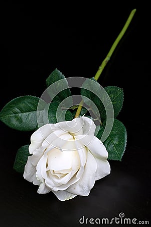 White single rose Stock Photo