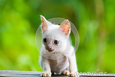 White skinny cat on a green nature background. Stock Photo