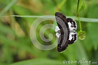 White skirt hesperiids butterfly Stock Photo