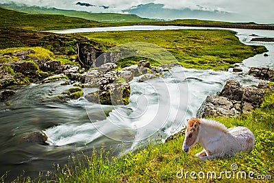 White sleek Icelandic horse Stock Photo