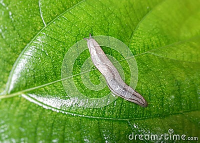 White Slug on a green leaf Stock Photo