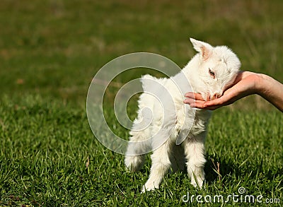 Baby goat Stock Photo