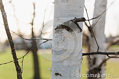 White small birch tree in spring with evening sun in background Stock Photo