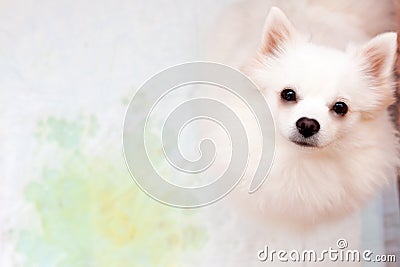 A white small dog Pomeranian is sitting on a disposable diaper next to a yellow puddle Stock Photo