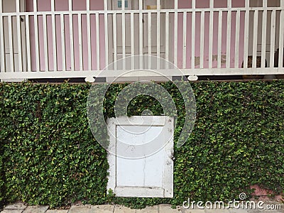 A white small door with green plant on the wall Stock Photo