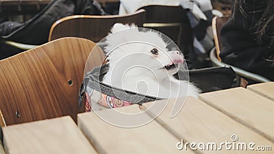 White small German Spitz or Pomeranian dog peeks out of lady purse in cafeteria Stock Photo