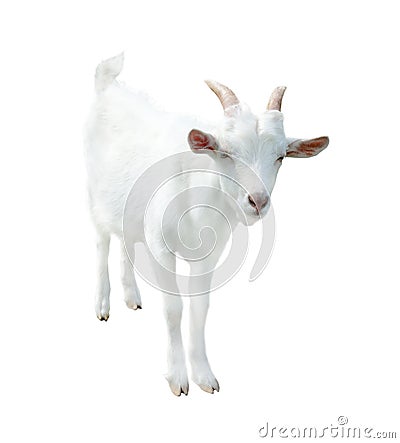 White small goat, isolated Stock Photo