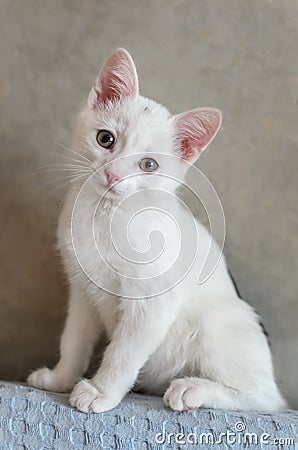 White small kitten Stock Photo