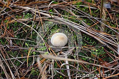 White small mushroom toadstool standing in the moss among the needles of pine trees in the autumn forest close-up Stock Photo