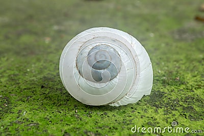 White Snail Stock Photo