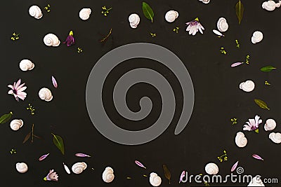 White snails on black background with petals and leaves background with frame and copy space Stock Photo