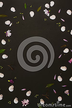 White snails on black background with petals and leaves background with frame and copy space Stock Photo