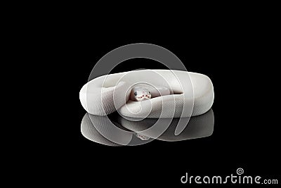 White snake ball royal python isolated on black background Stock Photo