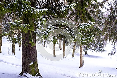 White snow, beautiful winter season, colors of nature Stock Photo