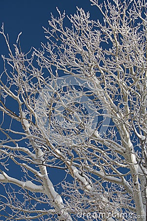 White snow covered aspen branches against a dark blue sky Stock Photo