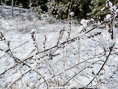 White snow lies on a dry dark bush Stock Photo