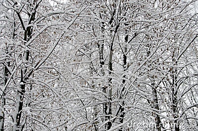 White snow on the trees in the park Stock Photo