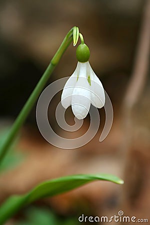 White snowdrop flower Stock Photo