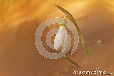 White snowdrop flower in spring with abstract colorful bokeh background. Magic view of spring flower Stock Photo