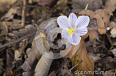 White snowdrop in the leaves in the forest in the spring Stock Photo