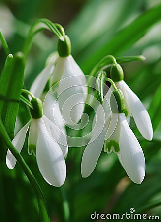 White snowdrops spring flowers in the forest Stock Photo