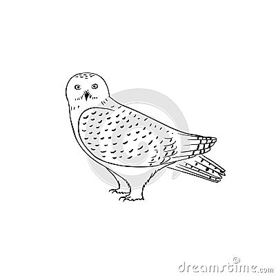 White Snowy owl vector illustration isolated on white background. Polar owl outline drawing Vector Illustration