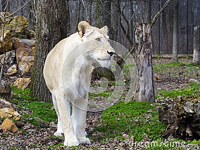 White South African lioness in a foresty enclosure Stock Photo