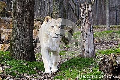 White South African lioness in a foresty enclosure Stock Photo