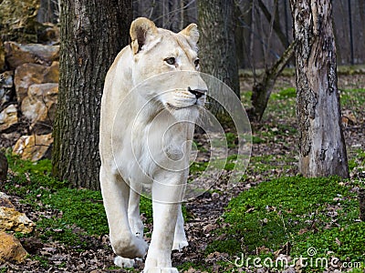 White South African lioness in a foresty enclosure Stock Photo