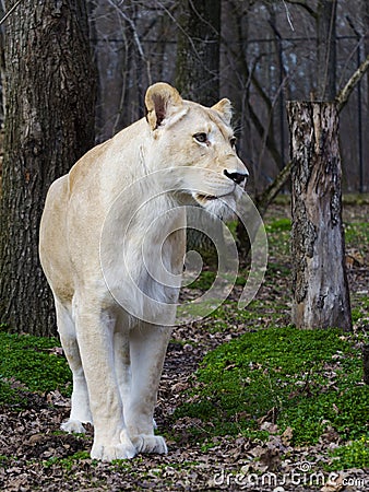 White South African lioness in a foresty enclosure Stock Photo