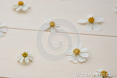 White Spanish needle flowers Stock Photo