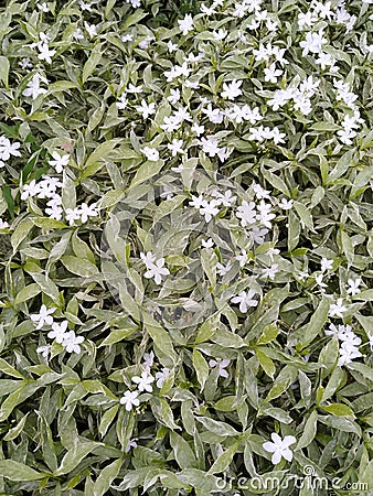 White sparkling flowers among green leaves in home garden. Stock Photo
