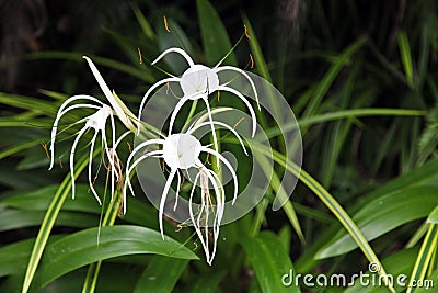 White spider lily Stock Photo