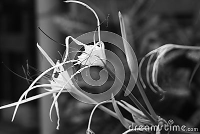 White spider lily flower black and white photo like hands shot with EF sigma zoom 35-80mm Stock Photo